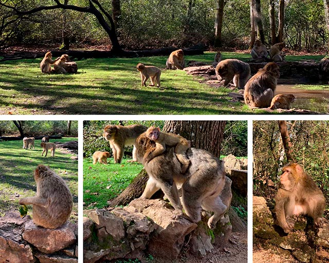 fort-des-singes
